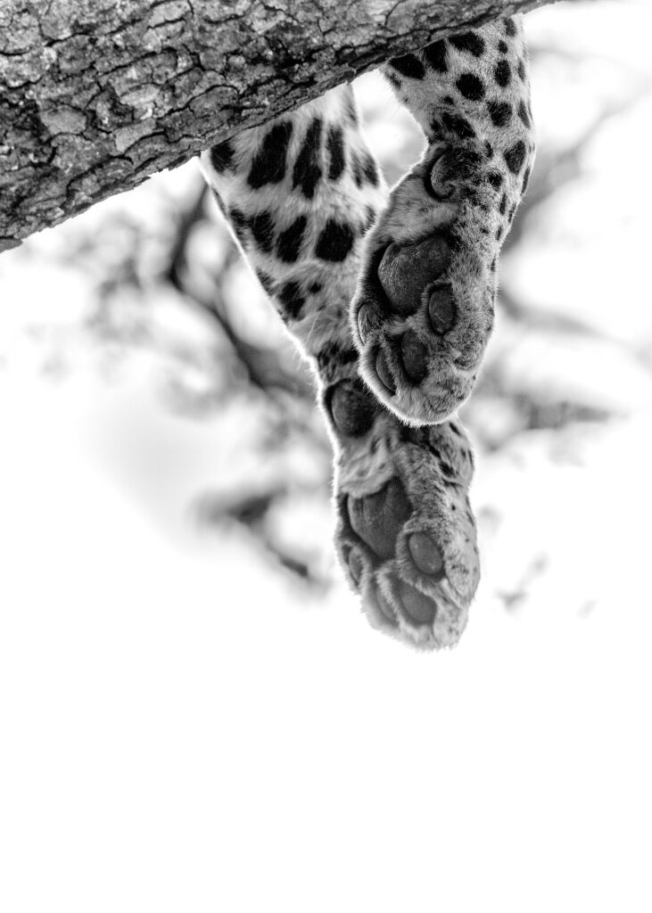 services fat leopard paws in tree